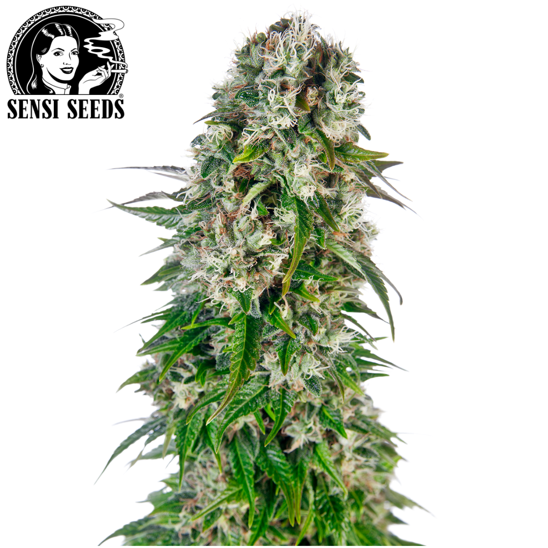Zip Hoodie, Sensi Seeds®, Grau, Promo 1